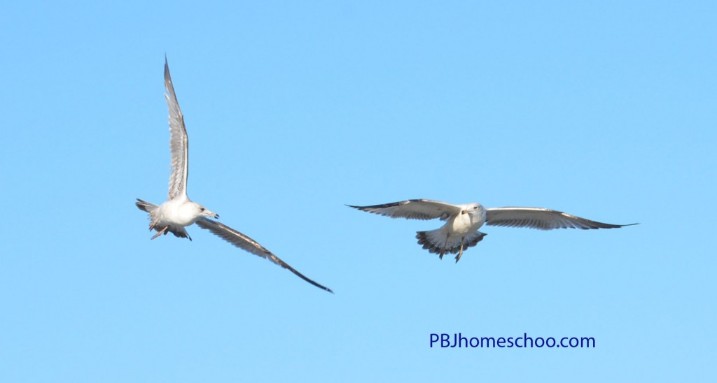 beachbirds